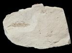 Fossil Pea Crab (Pinnixa) From California - Miocene #42939-1